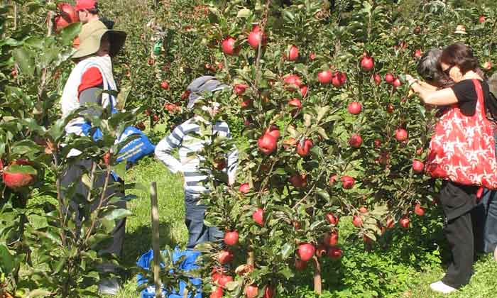 Ready to Pick