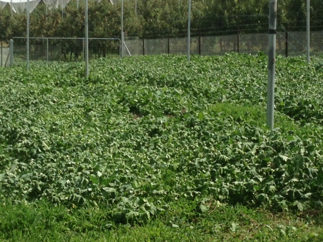 Natural soil fumigation