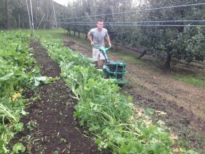 Natural soil fumigation