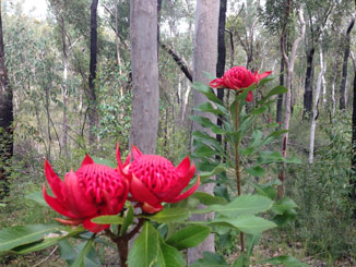 Waratahs